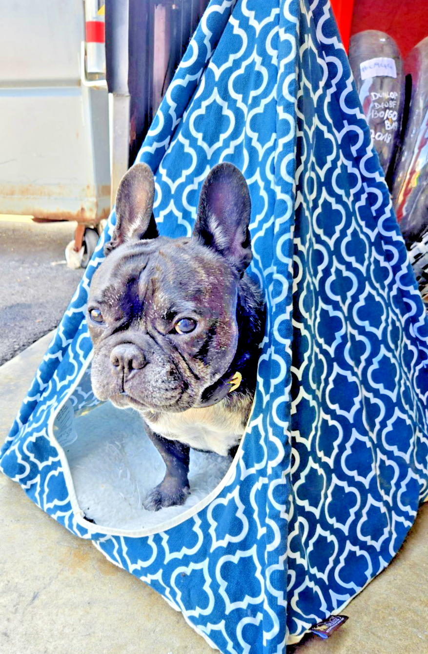 Pet Tent LIFE STYLE P.L.A.Y. pet lifestyle and you 21x21x30 #1081