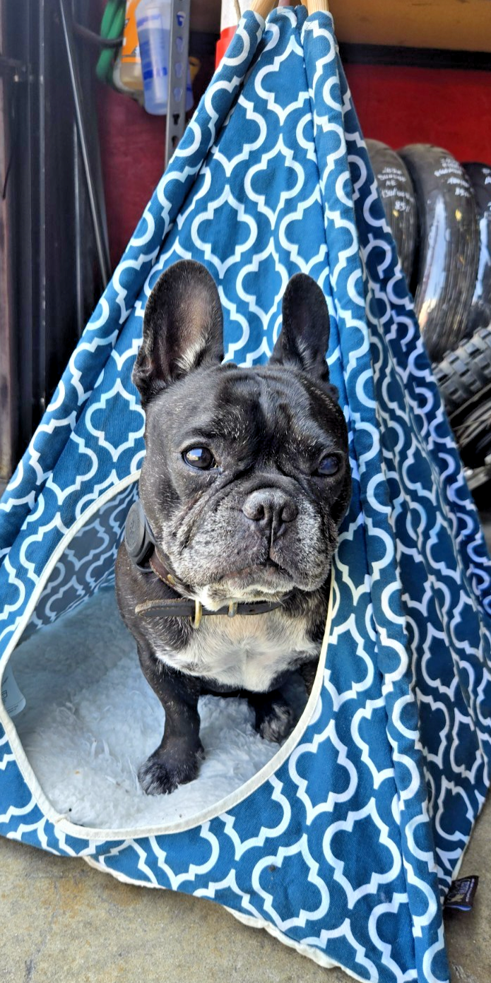 Pet Tent LIFE STYLE P.L.A.Y. pet lifestyle and you 21x21x30 #1081