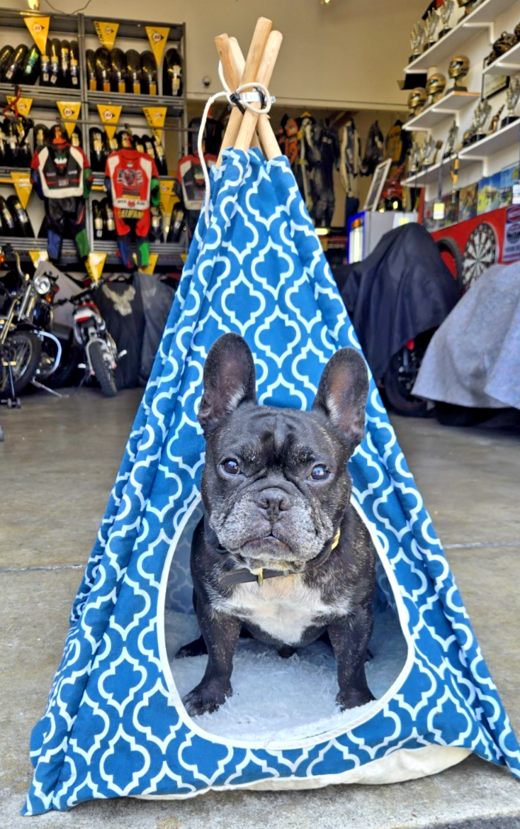 Pet Tent LIFE STYLE P.L.A.Y. pet lifestyle and you 21x21x30 #1081